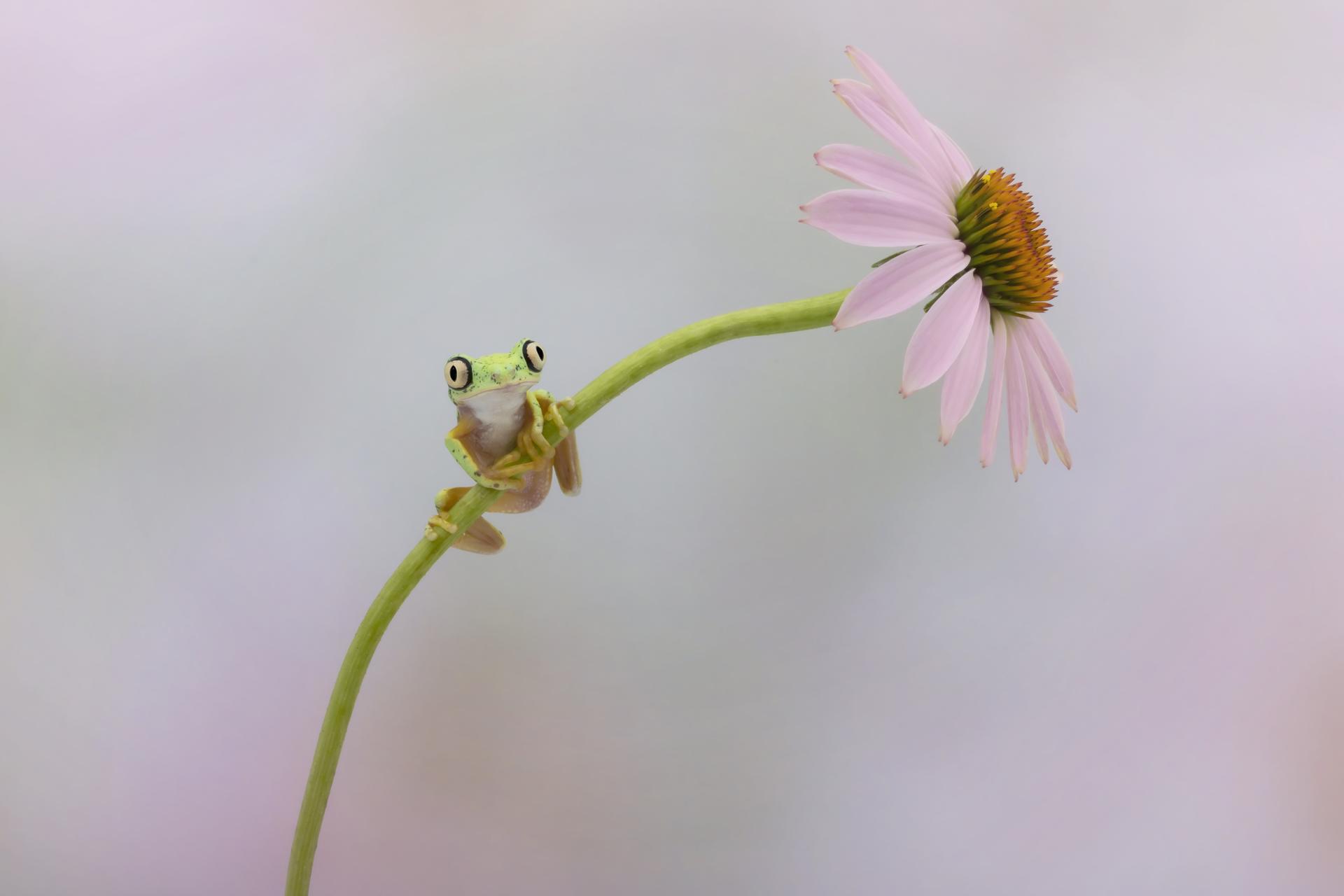New York Photography Awards Winner - Lemur Frog